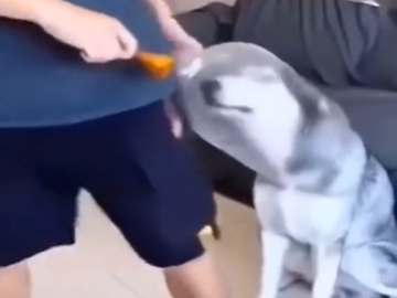 El Mejor Amigo Del Hombre