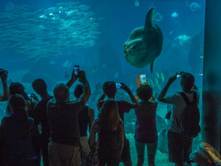 medida desesperada con humanos de carton para devolver la felicidad a un gigantesco pez de acuario