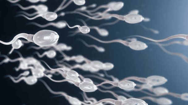 Asi Ha Sido La Primera Carrera De Esperma Del Mundo