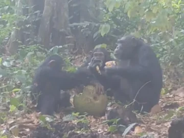 Descubren A Un Grupo De Chimpances De Guinea Bisau Bebiendo Y Obteniendo Alcohol De Fruta Fermentada
