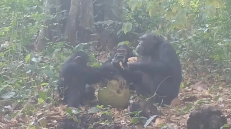 Descubren a un grupo de chimpancés de Guinea-Bisau bebiendo y obteniendo alcohol de fruta fermentada!! 1 Descubren A Un Grupo De Chimpances De Guinea Bisau Bebiendo Y Obteniendo Alcohol De Fruta Fermentada