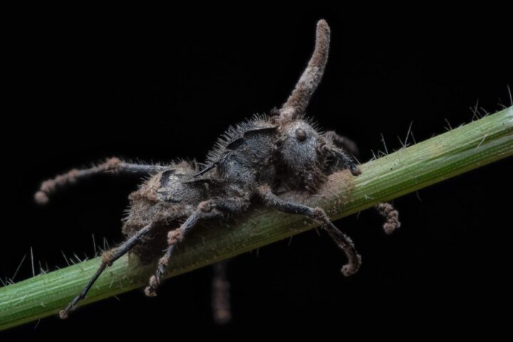 hormigas zombis encontradas en australia