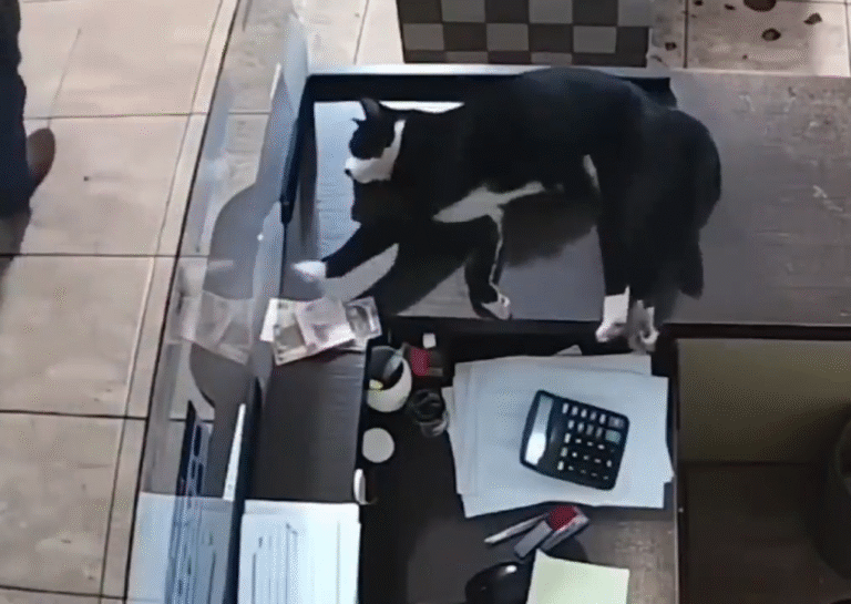 Clasico Lunes De Mierda