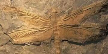 Galeria De Increibles Hallazgos Antiguos