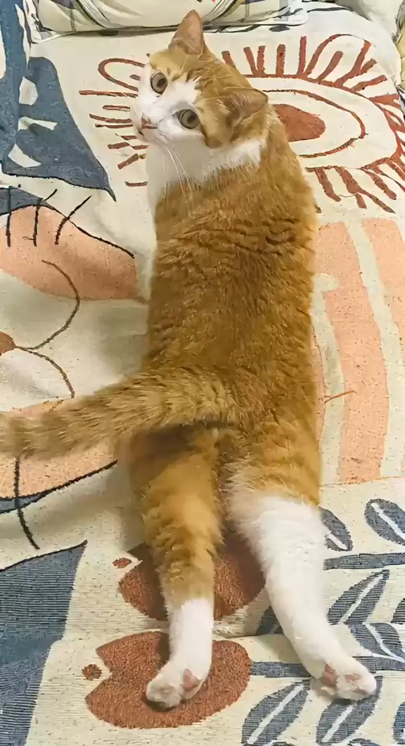 Pinche Gato Super Modelo