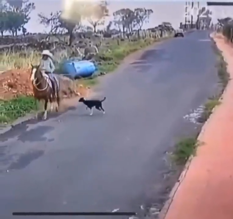 Como Le Explicas A Tu Jefe Que Un Perro Te Robo El Caballo