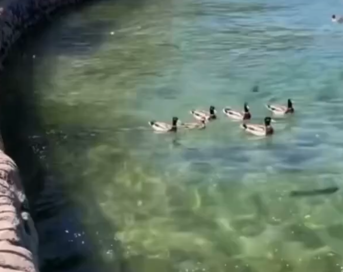 Esta Senora No Quiere Que Todos Los Patos Machos Se Turnen Para Aparearse Con Una Pata Hembra