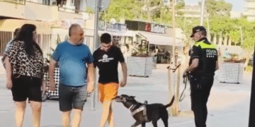 Un Gato Jamas Te Traicionaria De Esta Manera