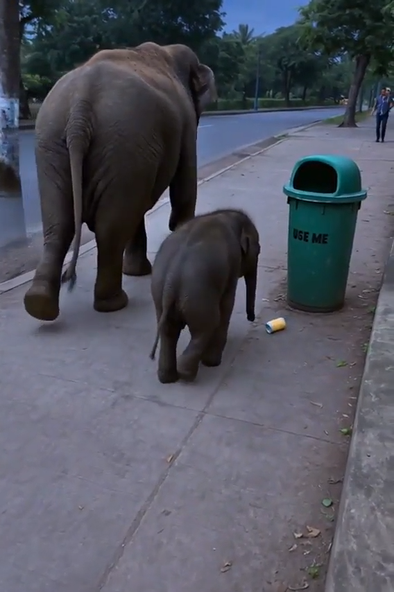 Aprendan Pinchis Humanos