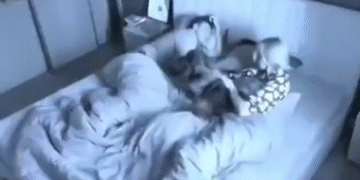 Intercambiando La Cama Con El Perro