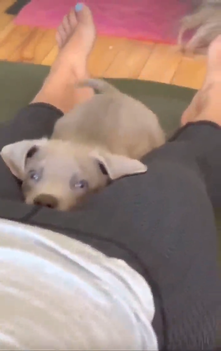 Que Perrito Tan Inteligente