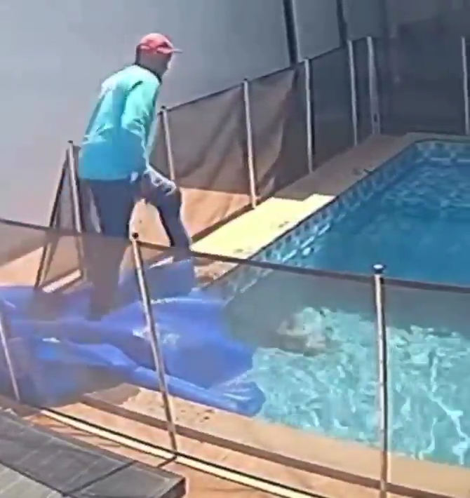 Cuando El Que Limpia La Piscina Le Salva La Vida A Tu Perro