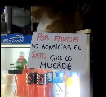 El gato: No sabe leer o que? 1 El Gato No Sabe Leer O Que
