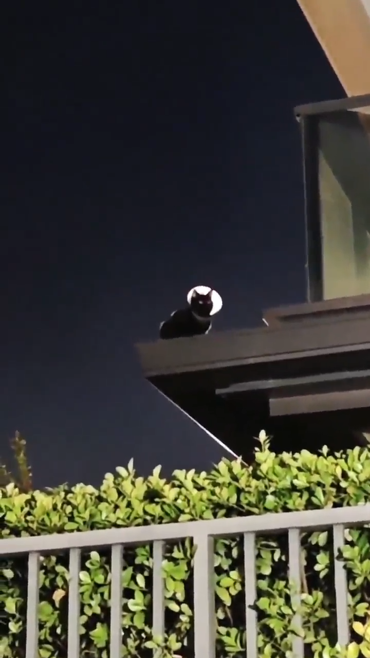 El Gato Que La Ciudad Necesita