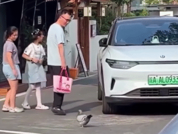 Una Paloma Que No Puede Volar Porque Vive En Una Calle Llena De Restaurantes Y Se Ha Puesto Gordisima
