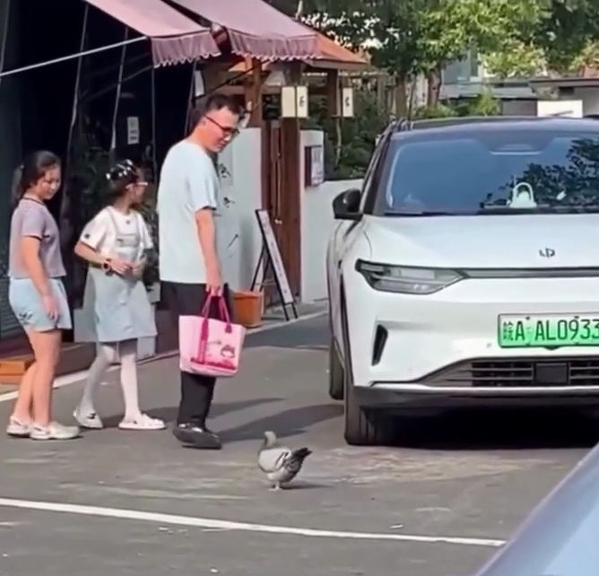 Una Paloma Que No Puede Volar Porque Vive En Una Calle Llena De Restaurantes Y Se Ha Puesto Gordisima