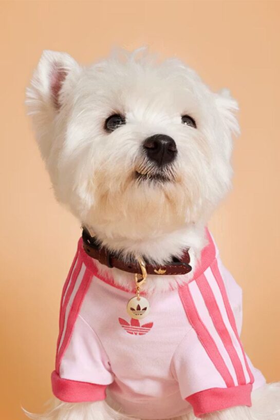 tumblr 0a384bbbccdb9c8f331b422d0f65b85e 0e11f8a1 1280