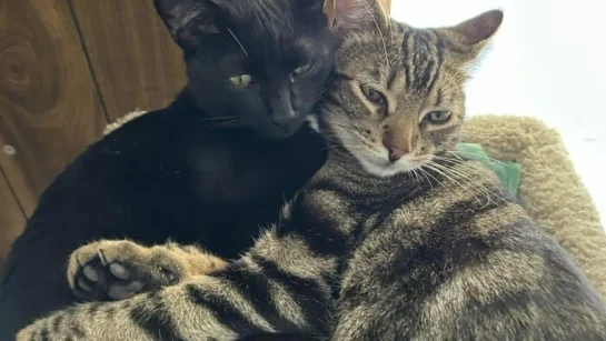 una parejita.r d.454 292 182861