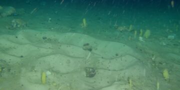 ahora saben qué criatura los hizo