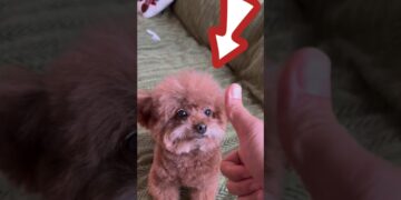 1763915262 maxresdefault