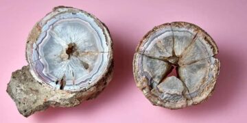 La majestuosa roca de ágata que resultó ser un huevo de dinosaurio de 6 millones de años