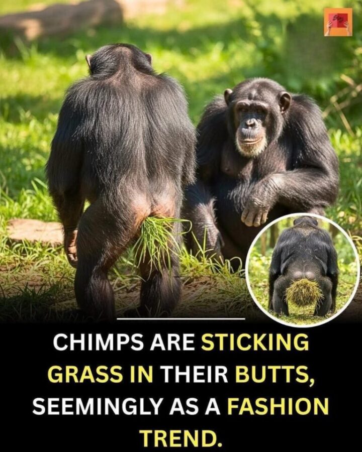 Los chimpancés se están metiendo hierba en sus gluteos, aparentemente como una tendencia de moda. 3 G5PnZLuW8AAI MA 768x960 1