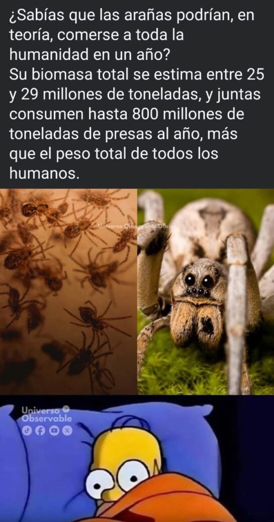 Si todas las arañas del planeta lograran ponerse de acuerdo, acabarían con nosotros en un año. 3 tumblr 1ad3753428c24cdc511594abddefce99 97197f5a 12801