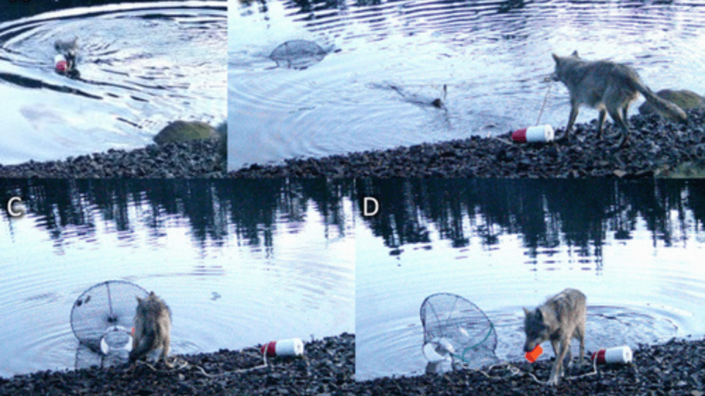 El lobo que desafió las reglas: el sorprendente caso que podría cambiar lo que sabemos sobre la inteligencia animal 2 lobo - lobo