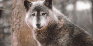 El lobo que desafió las reglas: el sorprendente caso que podría cambiar lo que sabemos sobre la inteligencia animal