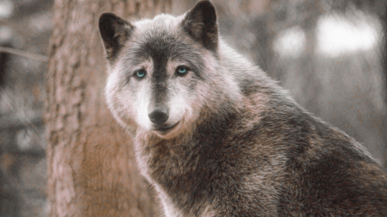 el sorprendente caso que podría cambiar lo que sabemos sobre la inteligencia animal 1 El lobo que desafió las reglas: el sorprendente caso que podría cambiar lo que sabemos sobre la inteligencia animal