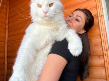 1764937430 vpz52ntali