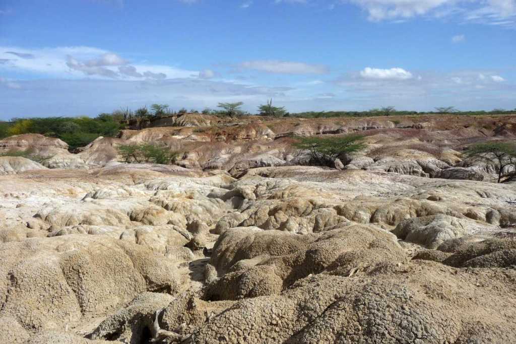 El equipo examinó 183 vértebras fosilizadas de anacondas, pertenecientes a un mínimo de 32 ejemplares, halladas en el estado Falcón, al norte de Venezuela