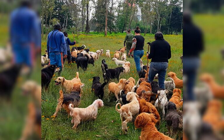 Refugio Franciscano denuncia desalojo judicial; en riesgo 1,200 animales, advierten 1 Menu