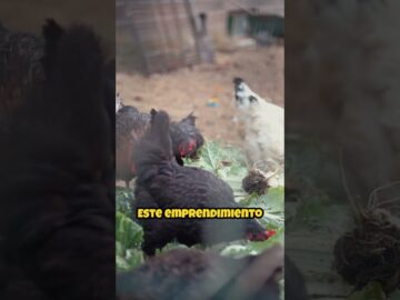 1765610649 maxresdefault