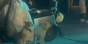 Una señora perdió a su perro, y lo encontró en una fiesta bailado.. 4 Captura de pantalla 2025 12 01 195502