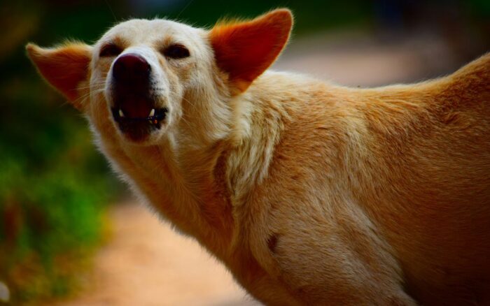 Refugio Franciscano denuncia desalojo judicial; en riesgo 1,200 animales, advierten 3 Refugio Franciscano denuncia desalojo judicial en riesgo 1200 animales advierten