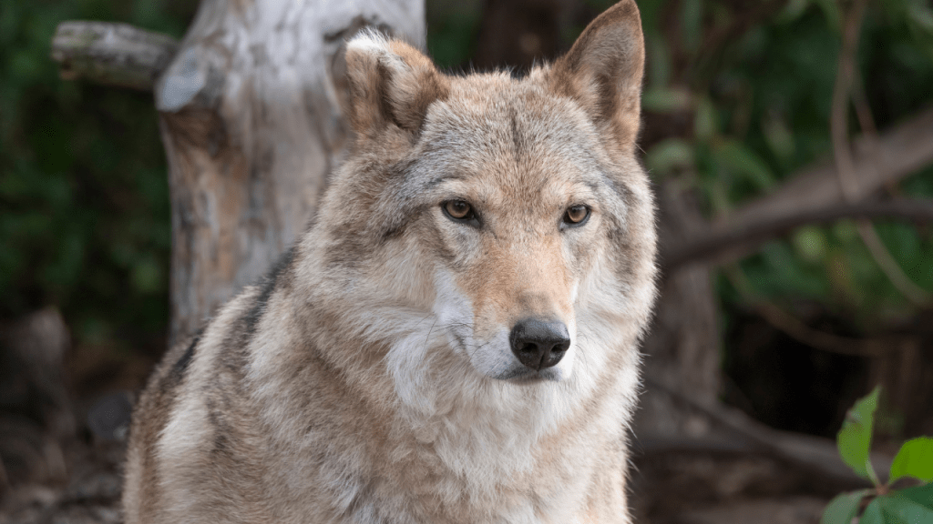 El lobo que desafió las reglas: el sorprendente caso que podría cambiar lo que sabemos sobre la inteligencia animal 1 lobo - lobo