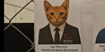 Una empresa “contrató” a un gatito rescatado como gerente de apoyo emocional. 9 portada miauricio