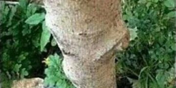 Un verdadero amante de la naturaleza. 8 tumblr otivvugv5j1qzfebyo1 5001