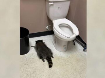 un mapache ebrio en virginia sorprende en una licoreria e6bad97c focus min0.01 min0.08 896 504