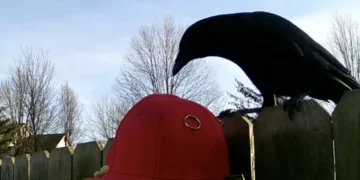 9908da83 0615 4a7a 8aff f26cf2b27bc5 16 9 discover aspect ratio default 01